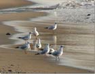 Birds Rmayleh beach