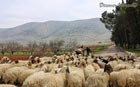 Sheep in Aanjar