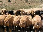 Sheeps ready milked