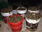 Lebanese snails