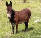 Donkey standing up