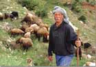 Fellah and his sheeps