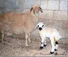 Sheeps from Lebanon