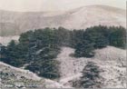 Cedars forest 1893