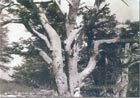 Oldest Cedar in Lebanon Becharre