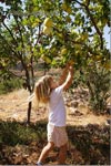 Picking of Apples in Tannourine