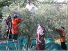 Gathering olives Kfarmashoun
