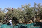 Picking olives
