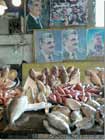 Fishes in Saida - Late Hariri