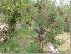 Apple Tree Akoura
