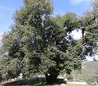 Aramoun oak tree