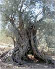 Bchehle olive tree