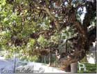 Giant Carob Tree