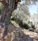 Walking olive trees in Deir Mimas
