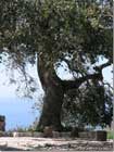 Oak tree Mechehlan