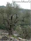 Olive tree Jedayel
