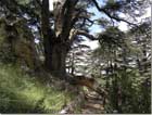 Cedars Forest Bechareh