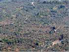 Olive trees Douma