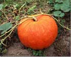 Biggest pumpkin