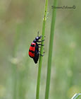 Red insect