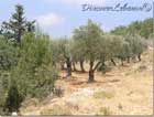 Fields Olive tree Seraal