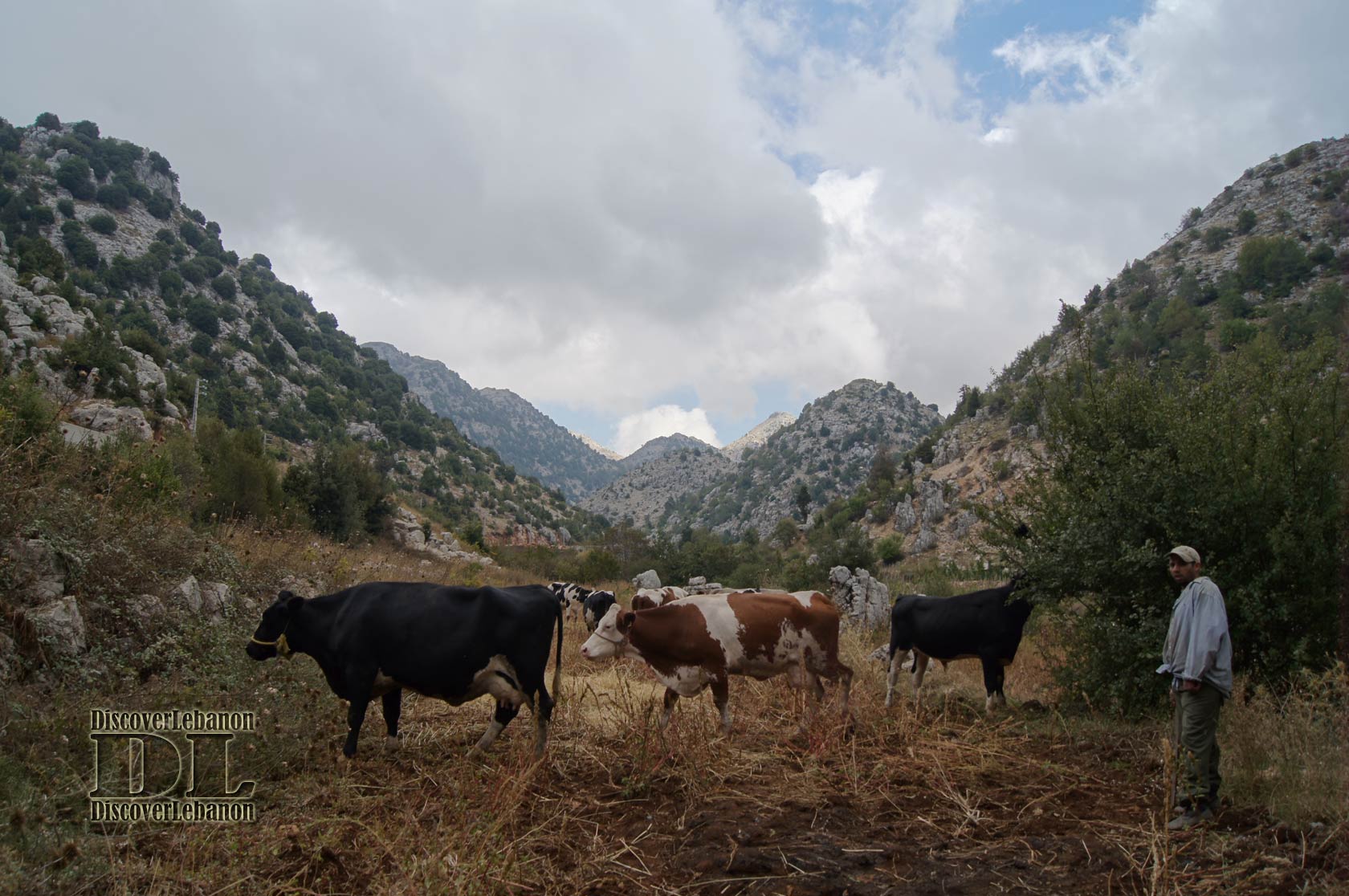 Ehmej vallee blanche, cow nature forest mountains Lebanon