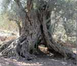 Millenium Olive Tree, in Bshehle