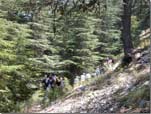 Hiking in the Forest of Ehden
