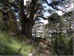 Cedars reserve in Bchareh