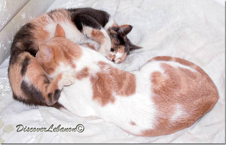 Male cat with mother