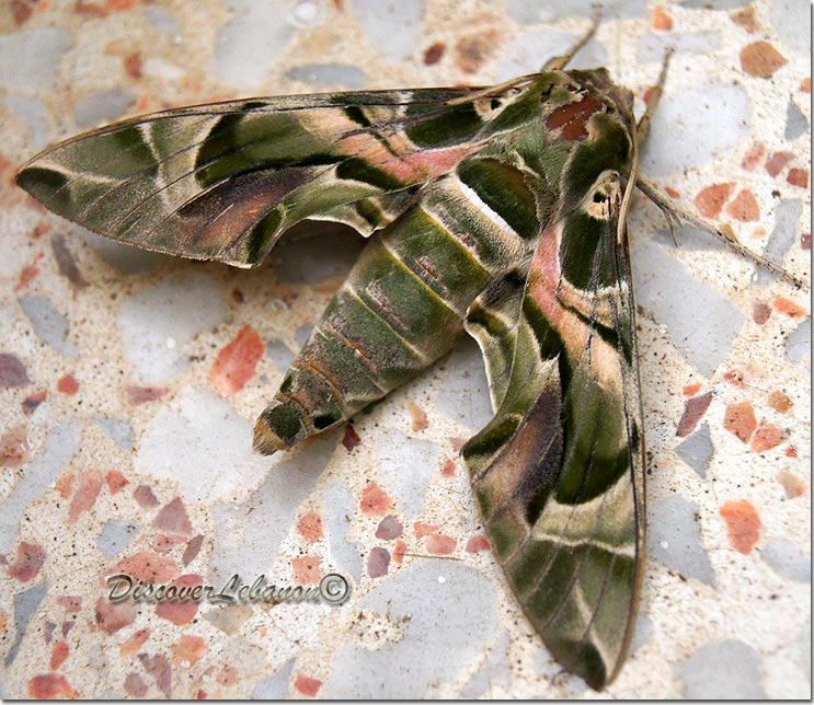 Butterfly Lebanese Army
