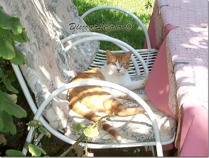 Cat garden of Villa Nadia