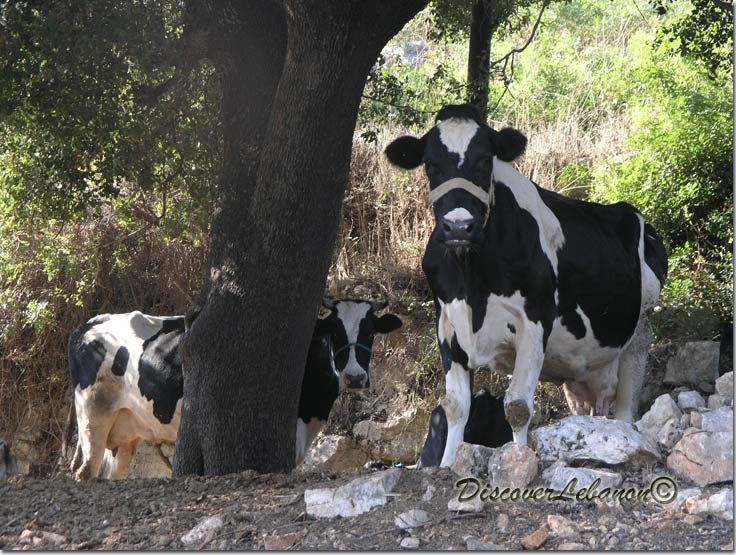 Cows in Mayfouq