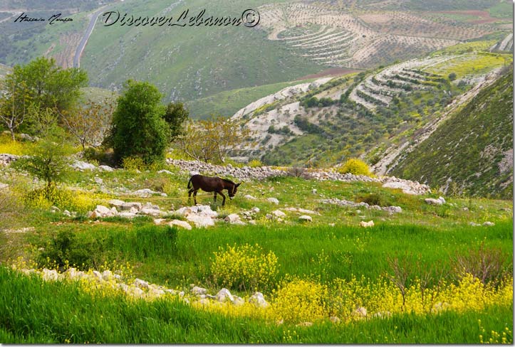 Donkey between flowers