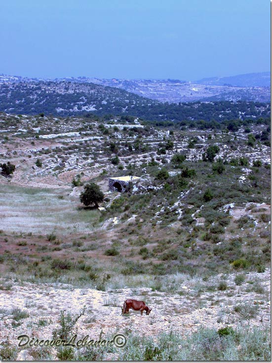 Horse in Mayfouq