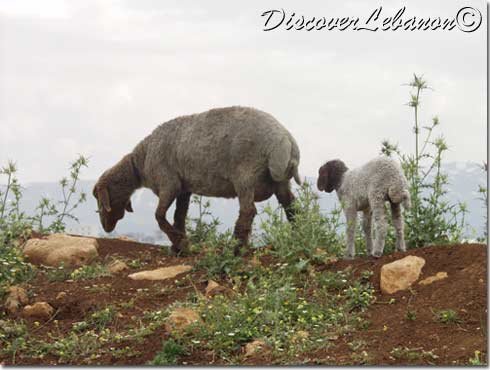 Sheep, care and love