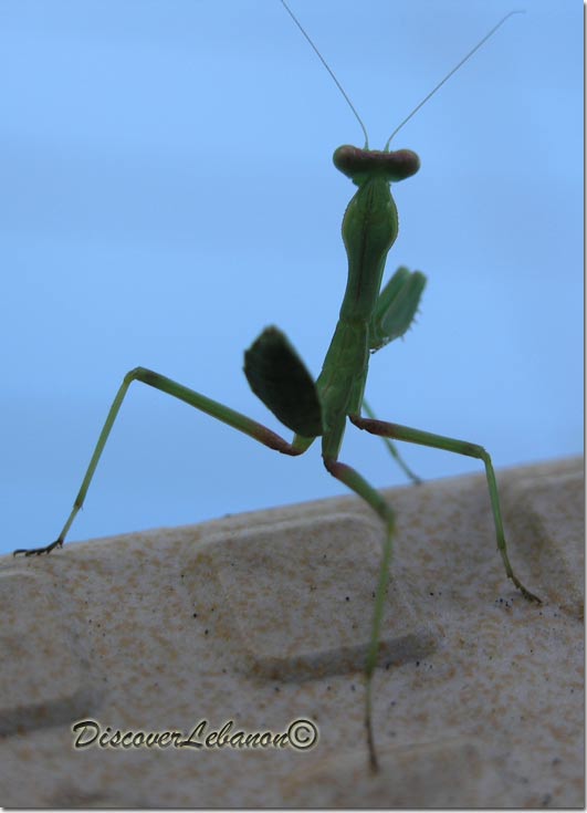 Mantis Religiosa