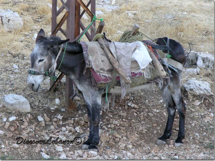 Donkey at Mishmish