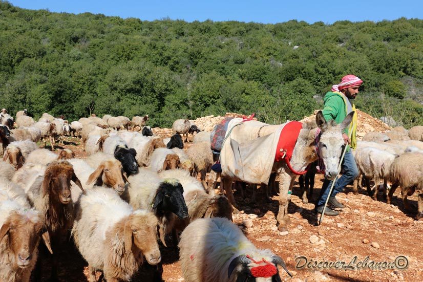 Peasant and donkey in Barssa