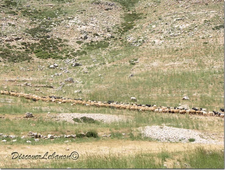 Sheeps Akoura