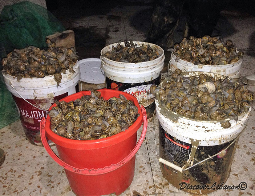 Lebanese snails