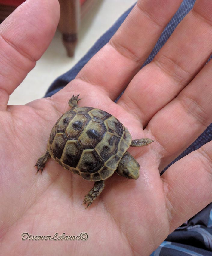 Baby turtle