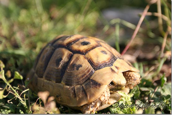 Turtle of the fields