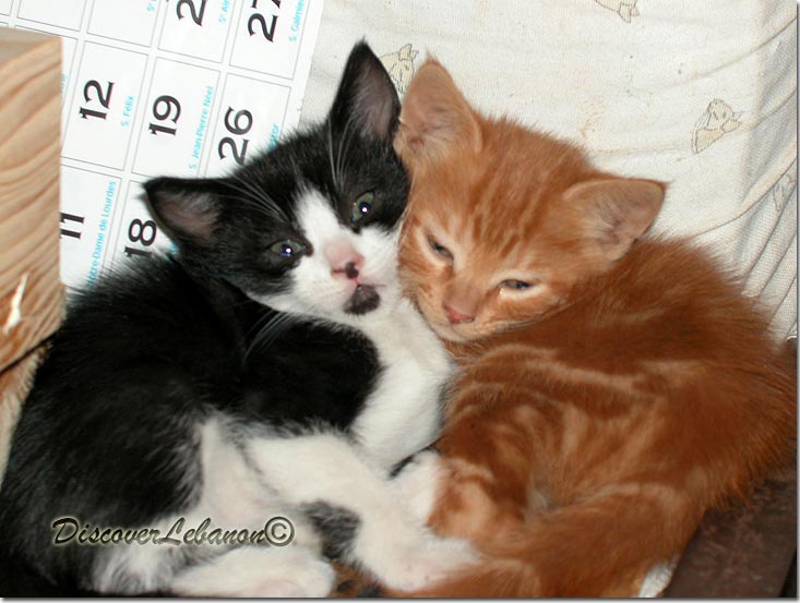 Two Lebanese cats