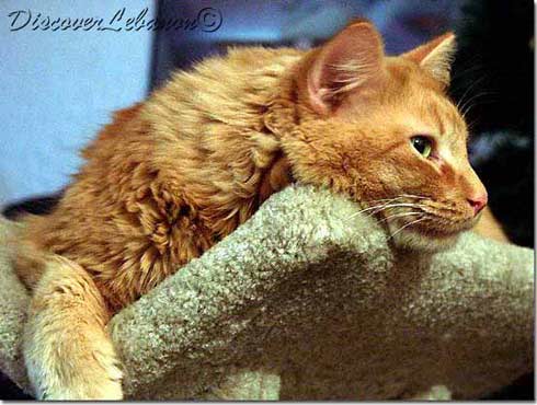 My cat from Hassroun