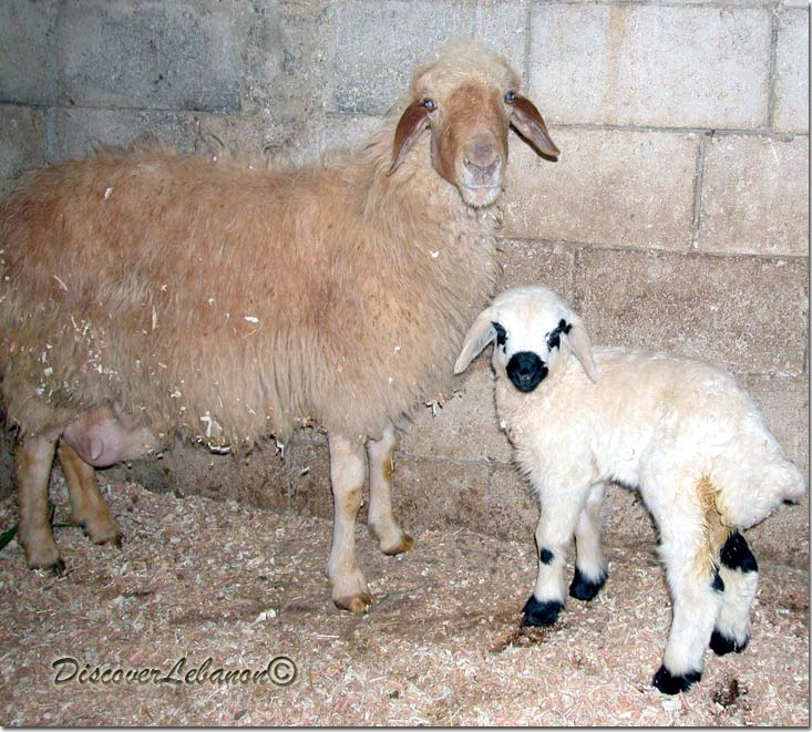 Sheeps from Lebanon