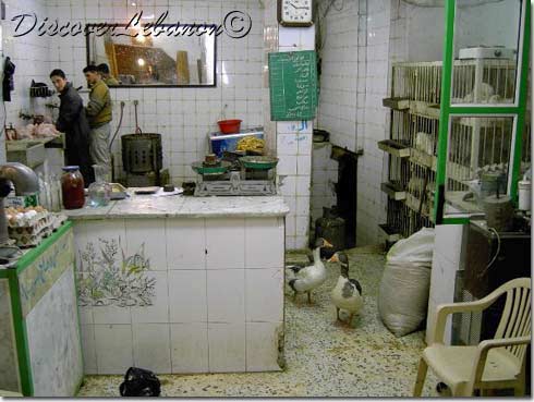 Sidon indoor poultry farm