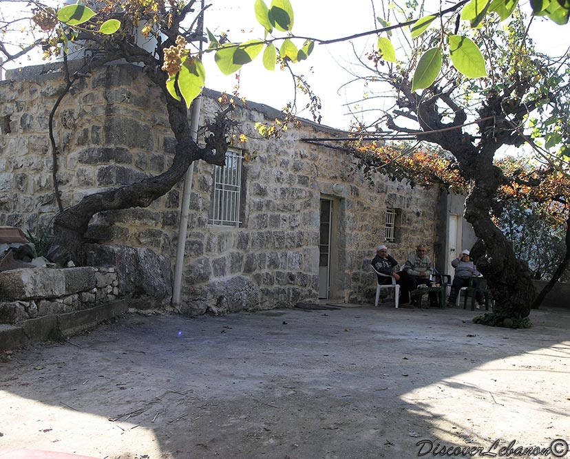 Mulberry trees Bchale