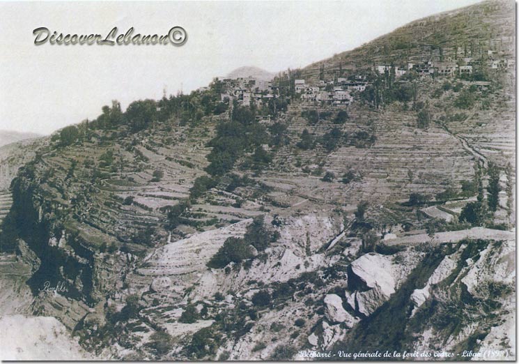 Forest inside Becharre