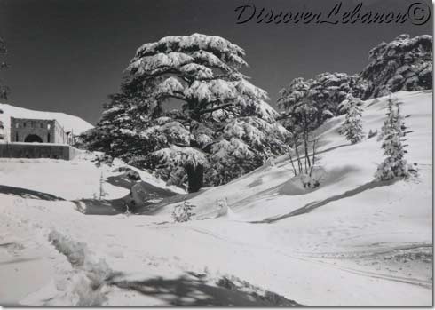Cedars Black & White